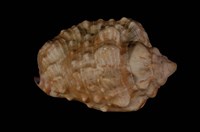 藏品(黑唇鳳凰螺)的圖片